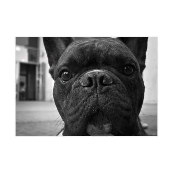 92409-93.jpg French Bulldog Poster