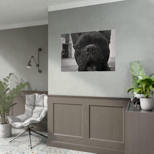 92409-95.jpg French Bulldog Poster