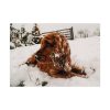 92409-96.jpg Dog Lying on Snow Poster