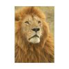 92410.jpg Lion Closeup Africa Poster