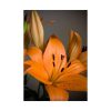92410-12.jpg Orange Lily Poster