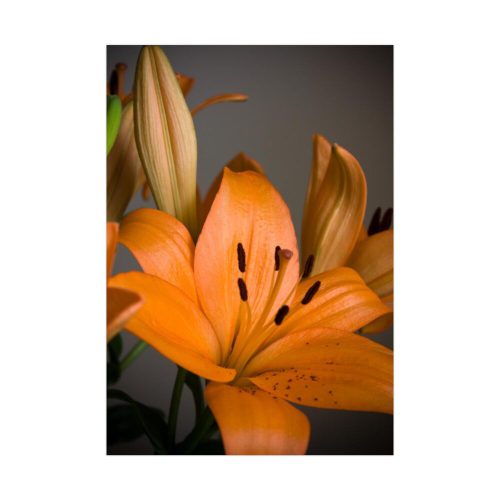 Orange Lily Poster