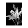 92410-15.jpg Lilies Flower Poster