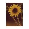 92410-152.jpg The Sunflower is Blooming Poster