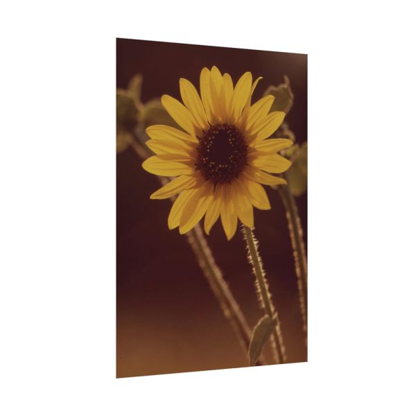 92410-153.jpg The Sunflower is Blooming Poster