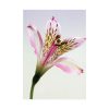Pink Lily  Poster