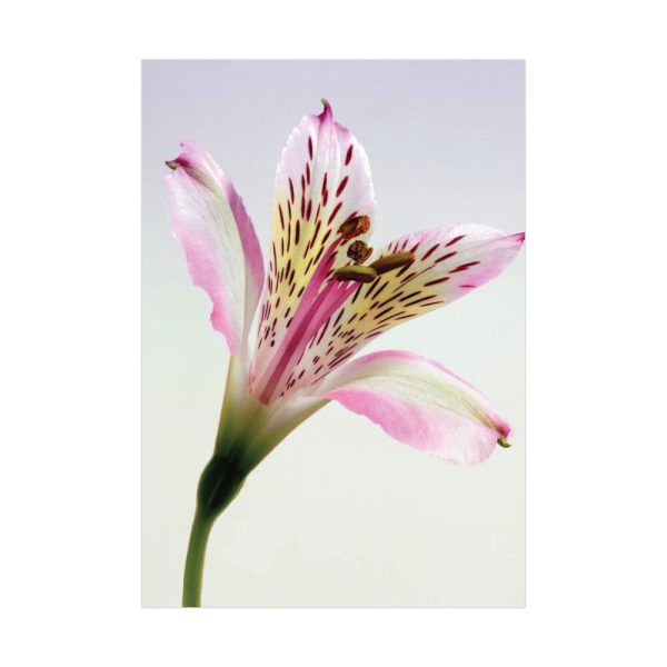 Pink Lily  Poster