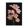 Pink Boat Orchid Poster