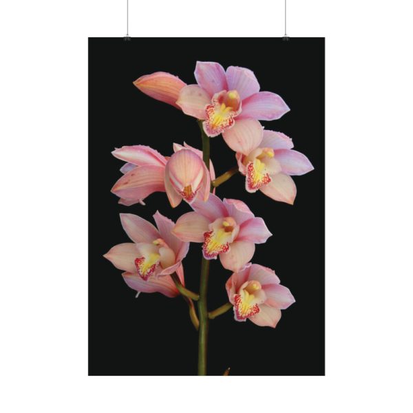 Pink Boat Orchid Poster