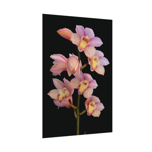 Pink Boat Orchid Poster