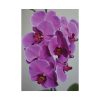 Exotic Orchid   Poster