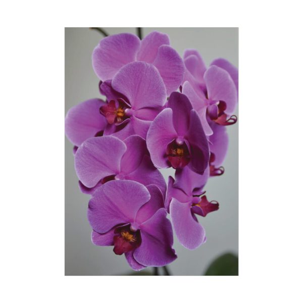 Exotic Orchid   Poster