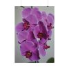 Exotic Orchid   Poster