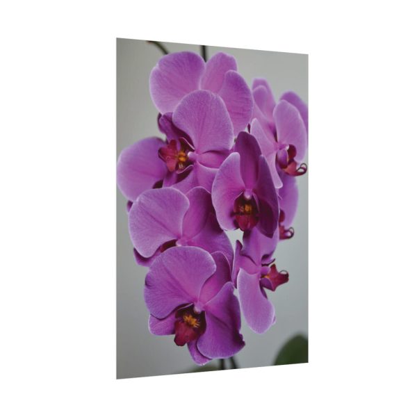 Exotic Orchid   Poster