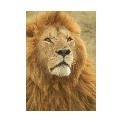 Lion Closeup Africa Poster