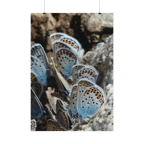 92410-57.jpg Blue Butterflies Poster