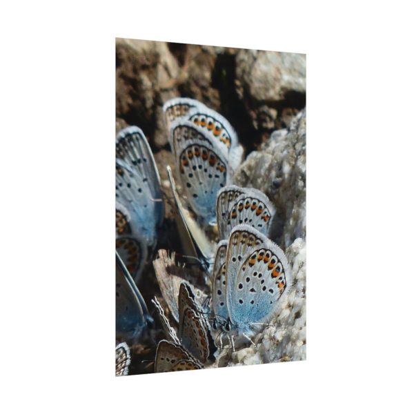 92410-58.jpg Blue Butterflies Poster