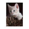 Kitten with Blue Eyes Poster