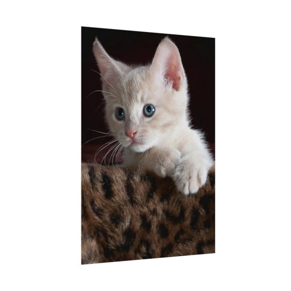 Kitten with Blue Eyes Poster