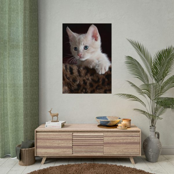Kitten with Blue Eyes Poster