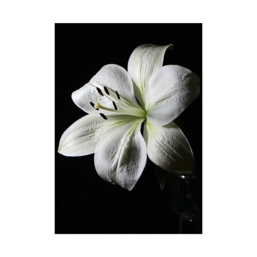 92410-9.jpg White Lily Poster