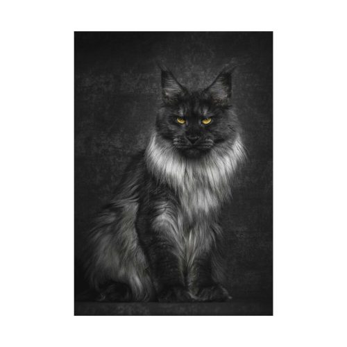 Black Silver Maine Coon Cat Sitting Poster