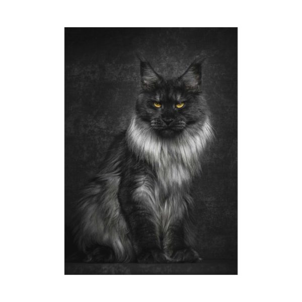Black Silver Maine Coon Cat Sitting Poster