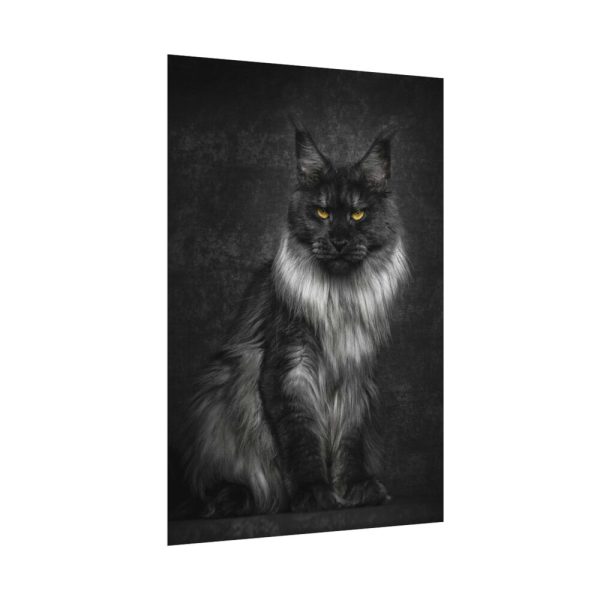 Black Silver Maine Coon Cat Sitting Poster