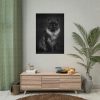 Black Silver Maine Coon Cat Sitting Poster