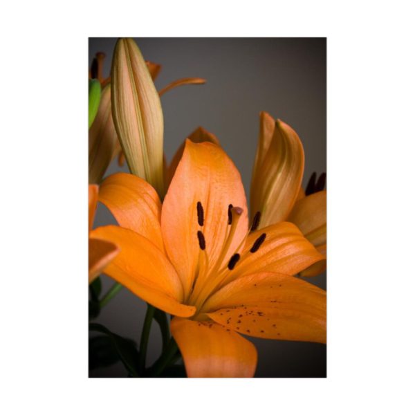 92411-12.jpg Orange Lily Poster