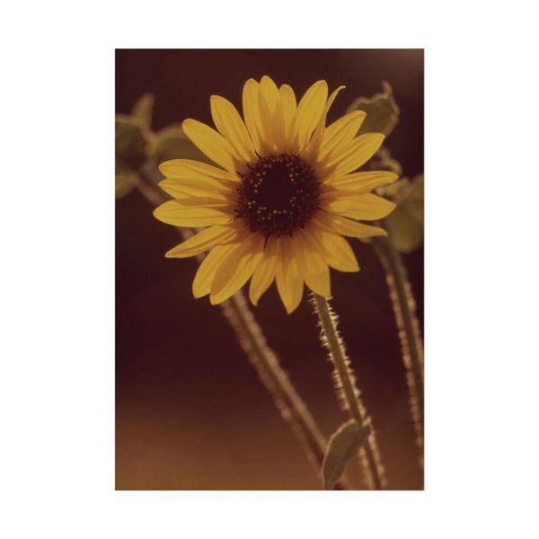 92411-151.jpg The Sunflower is Blooming Poster
