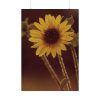 92411-152.jpg The Sunflower is Blooming Poster