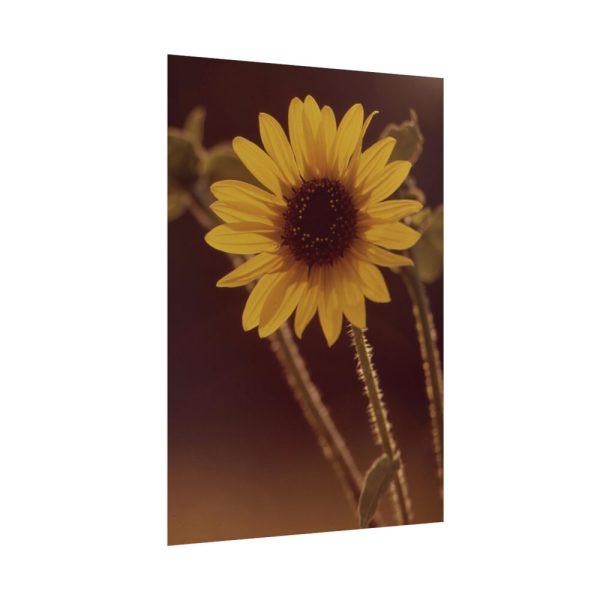 92411-153.jpg The Sunflower is Blooming Poster