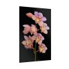 Pink Boat Orchid Poster
