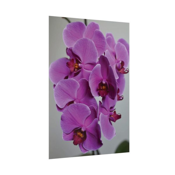 Exotic Orchid   Poster