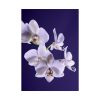 Blue Orchid  Poster