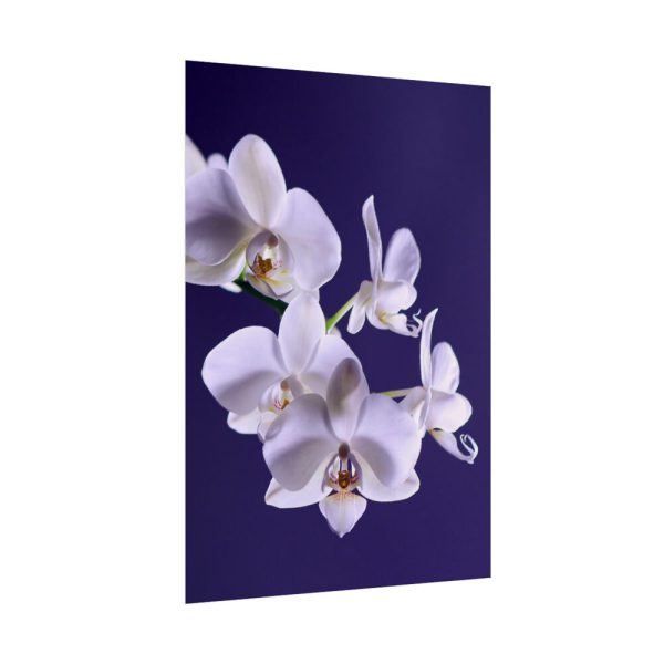 Blue Orchid  Poster