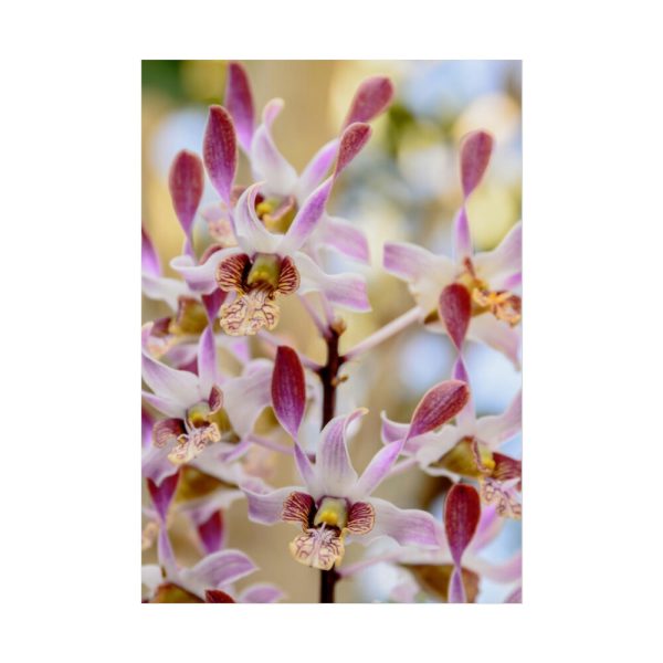 92411-51.jpg Boat Orchid Poster