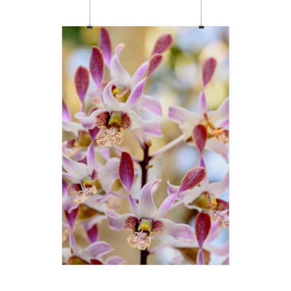 92411-52.jpg Boat Orchid Poster