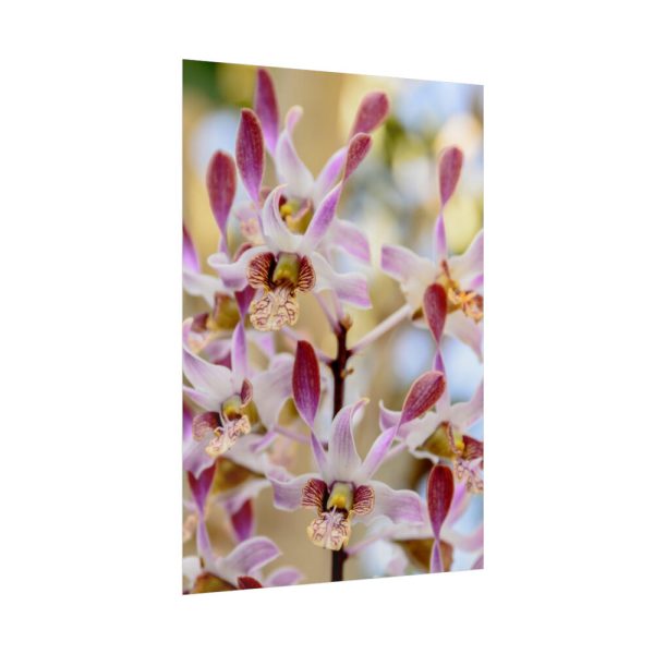 92411-53.jpg Boat Orchid Poster