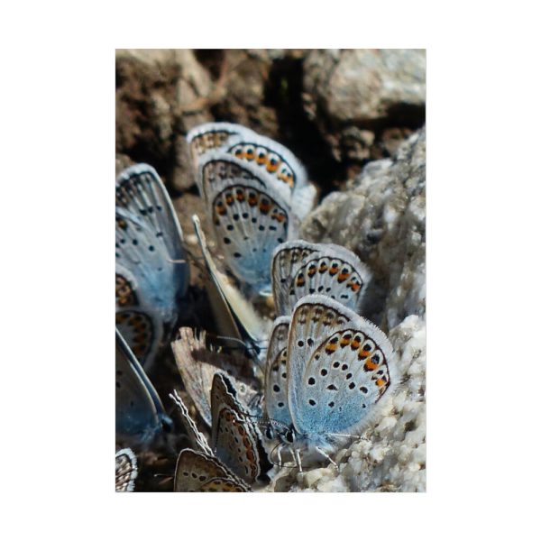 92411-56.jpg Blue Butterflies Poster