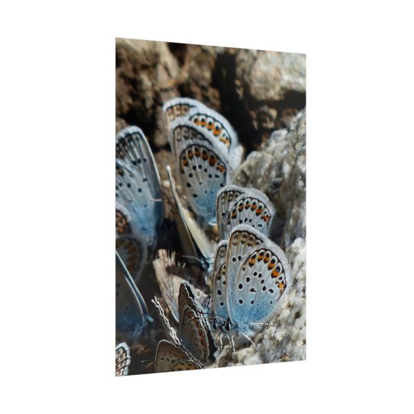 92411-58.jpg Blue Butterflies Poster