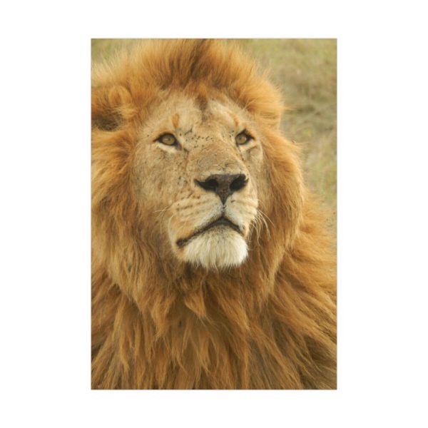92411.jpg Lion Closeup Africa Poster