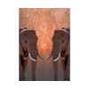 92411-76.jpg Two Elephants in the Zoo Poster