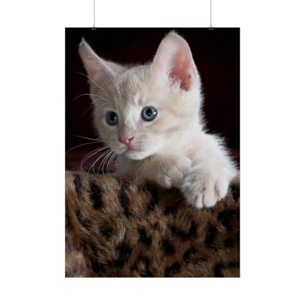 Kitten with Blue Eyes Poster
