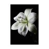 White Lily Poster