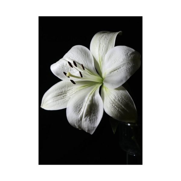 White Lily Poster