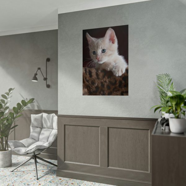 Kitten with Blue Eyes Poster