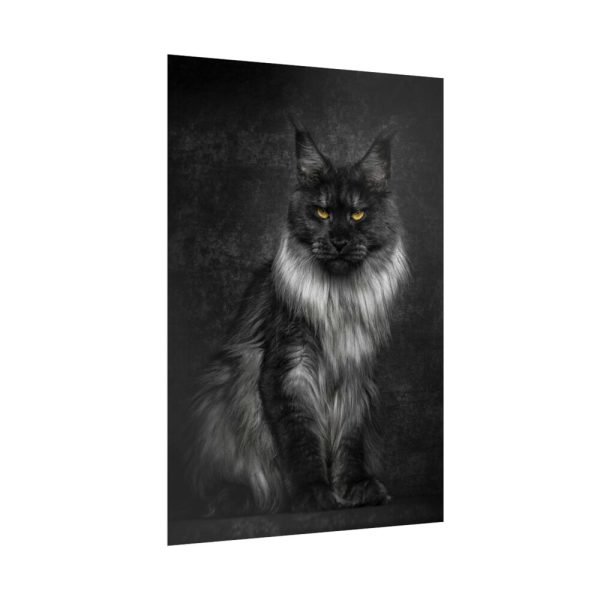 Black Silver Maine Coon Cat Sitting Poster