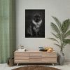 Black Silver Maine Coon Cat Sitting Poster